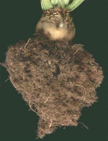 نماتد سیست چغندر قند